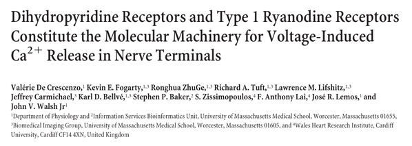 Dihydropyridine Receptors and Type 1 Ryanodine Receptors Constitute the Molecular Machinery for Voltage-Induced Ca2ϩ Release in Nerve Terminals