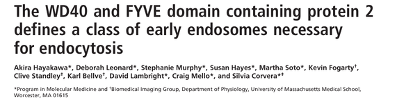 The WD40 and FYVE domain containing protein 2 defines a class of early endosomes necessary for endocytosis